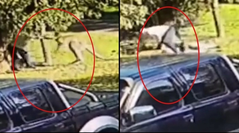 Απίστευτο βίντεο: Καγκουρό πλακώθηκε στο ξύλο με έναν άνδρα – Τον σώριασε στο έδαφος