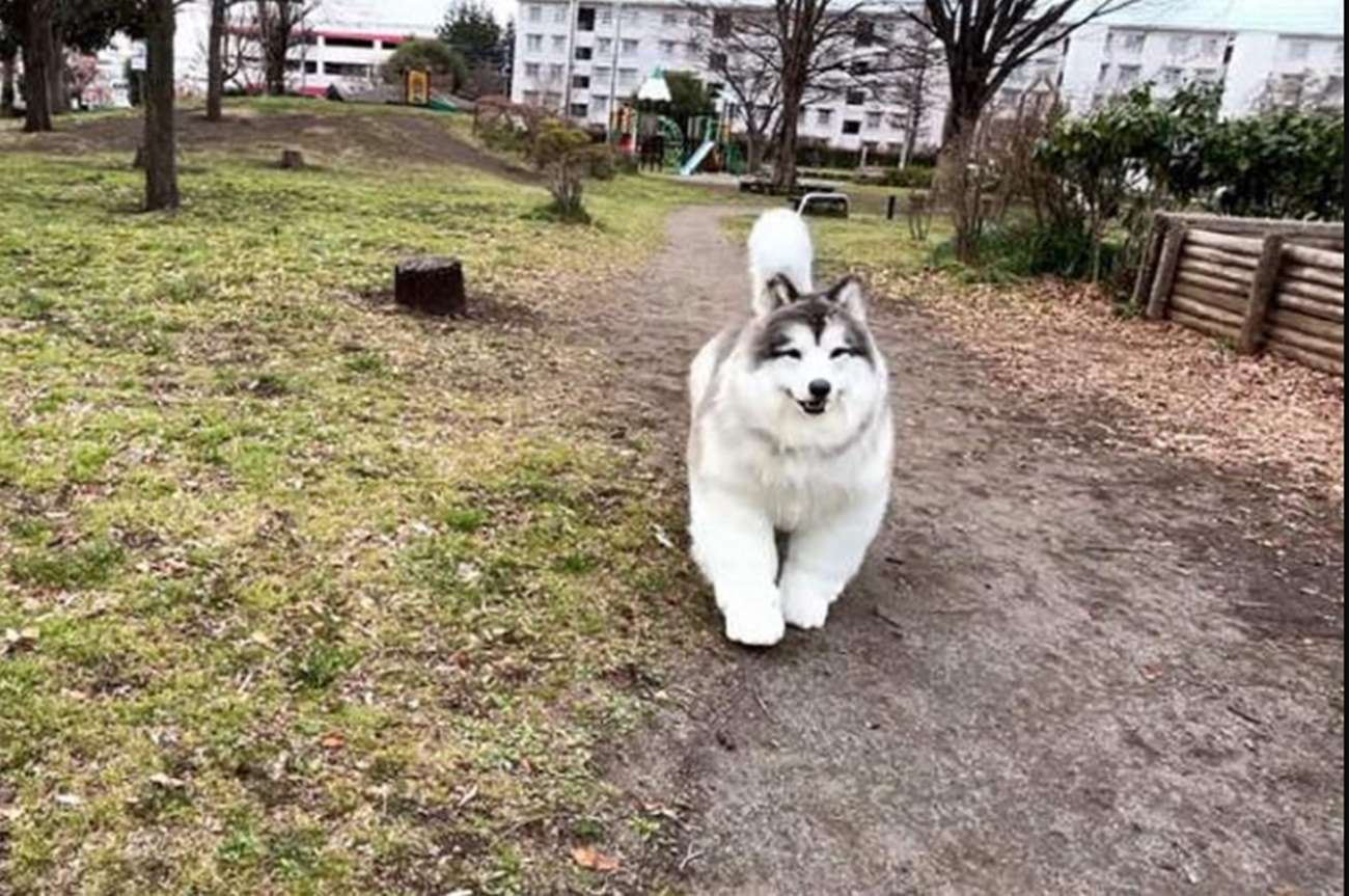 Ο Τόκο, ο Ιάπωνας που ονειρεύεται να ζει ως σκύλος ξαναχτυπά! Η νέα, υπερβολικά ρεαλιστική, στολή του