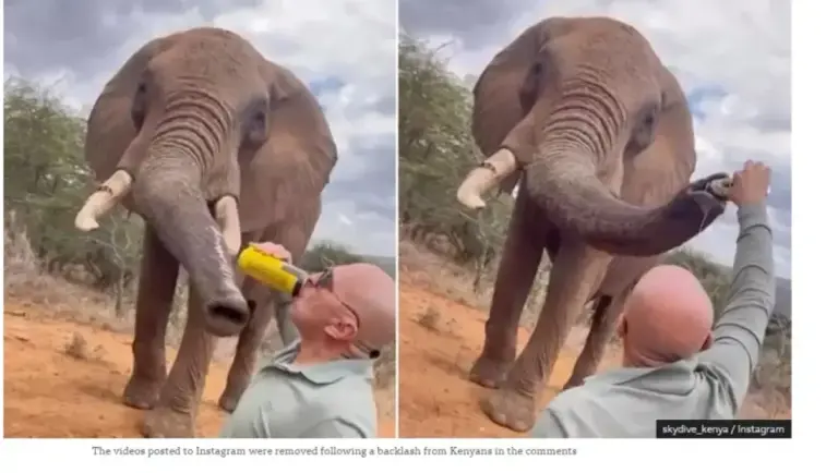 Σάλος στην Κένυα: Τουρίστας πέταξε μπύρα σε ελέφαντα προκαλώντας οργή