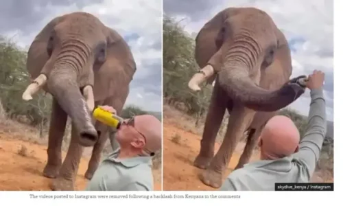 Σάλος στην Κένυα: Τουρίστας πέταξε μπύρα σε ελέφαντα προκαλώντας οργή