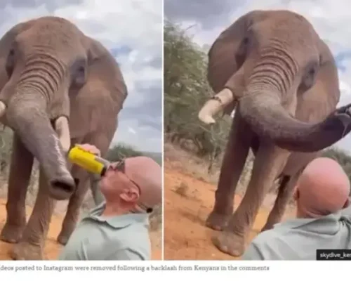 Σάλος στην Κένυα: Τουρίστας πέταξε μπύρα σε ελέφαντα προκαλώντας οργή