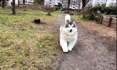 Ο Τόκο, ο Ιάπωνας που ονειρεύεται να ζει ως σκύλος ξαναχτυπά! Η νέα, υπερβολικά ρεαλιστική, στολή του