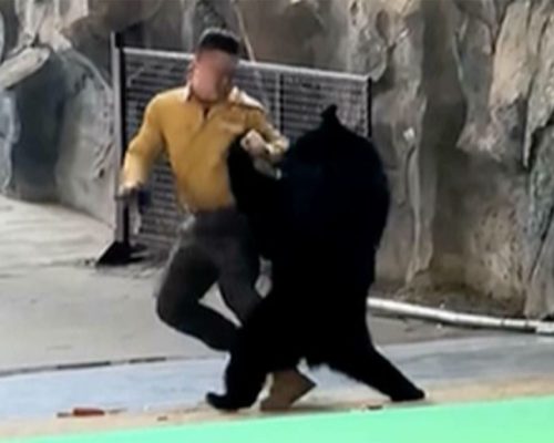 Αγρια επίθεση αρκούδας στον εκπαιδευτή της: Βίντεο καταγράφει την απίστευτη μάχη