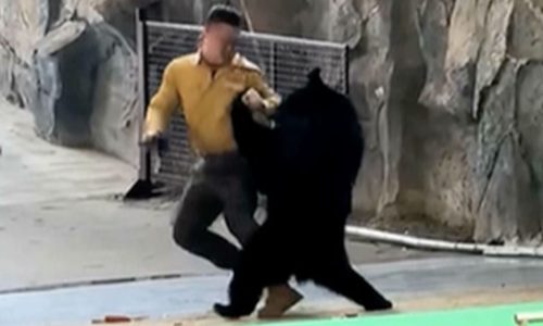 Αγρια επίθεση αρκούδας στον εκπαιδευτή της: Βίντεο καταγράφει την απίστευτη μάχη