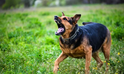 Επίθεση σκύλου στη Βουλιαγμένη: Το σκυλί της οικογένειας Τσιτσιπά επιτέθηκε σε 71χρονο – Στο νοσοκομείο για ράμματα ο άνδρας