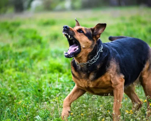 Επίθεση σκύλου στη Βουλιαγμένη: Το σκυλί της οικογένειας Τσιτσιπά επιτέθηκε σε 71χρονο – Στο νοσοκομείο για ράμματα ο άνδρας