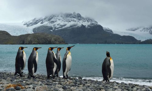 Τρύπα του όζοντος: Τα ζώα της Ανταρκτικής «καίγονται» από τον ήλιο