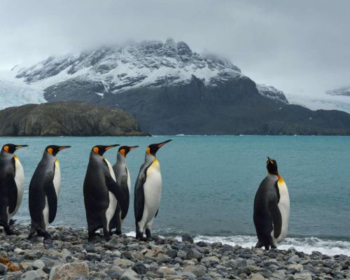 Τρύπα του όζοντος: Τα ζώα της Ανταρκτικής «καίγονται» από τον ήλιο